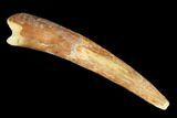 Large, Pterosaur (Siroccopteryx) Tooth - Morocco #101692-1